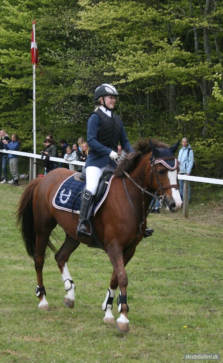 DSP Sønderlunds Asanti( solgt - morsø billede 3