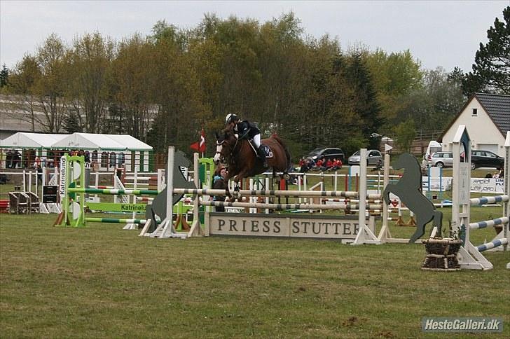 DSP Sønderlunds Asanti( solgt - morsø billede 5