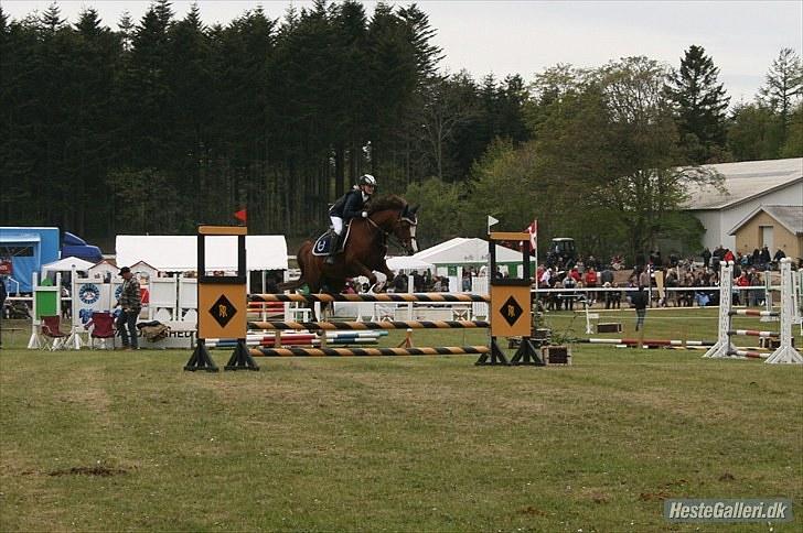 DSP Sønderlunds Asanti( solgt - morsø billede 7