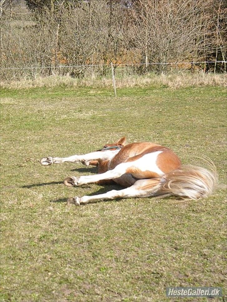 Anden særlig race C-mol  - Hvaaa, Sprinter? Hva har du liige gang i? xD billede 11
