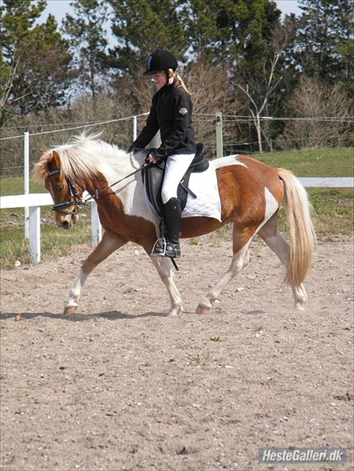 Anden særlig race C-mol  - Han er blevet så fin! :) billede 12