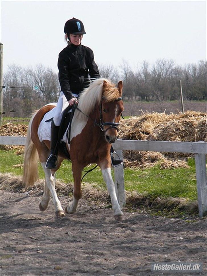 Anden særlig race C-mol  - Dressur, øgning <33 billede 15