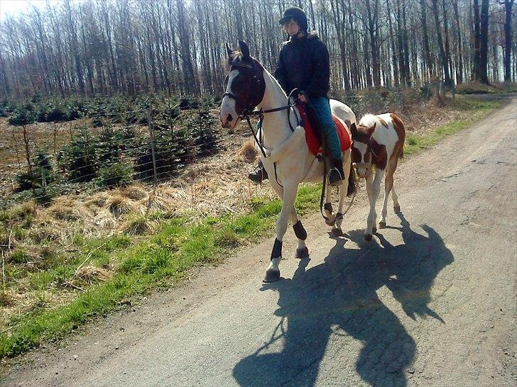 Pinto Shandie  billede 6