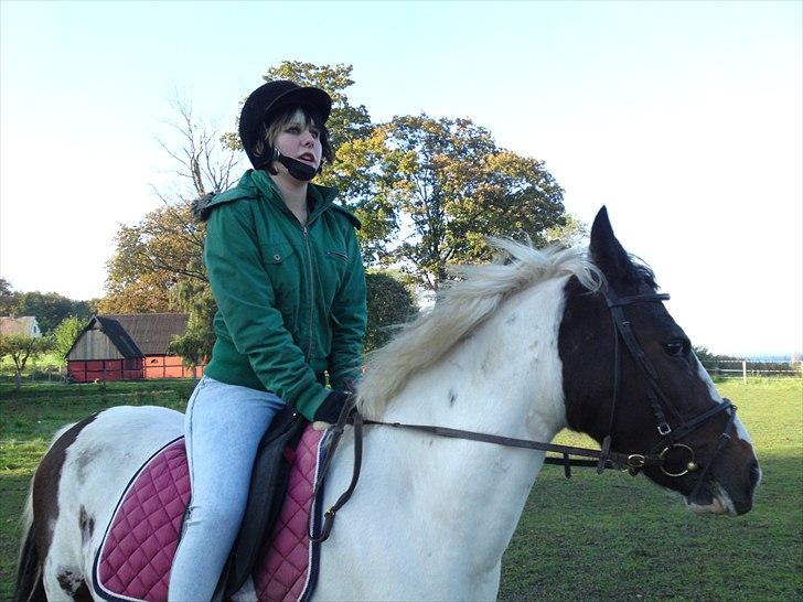 Pinto Shandie  billede 8