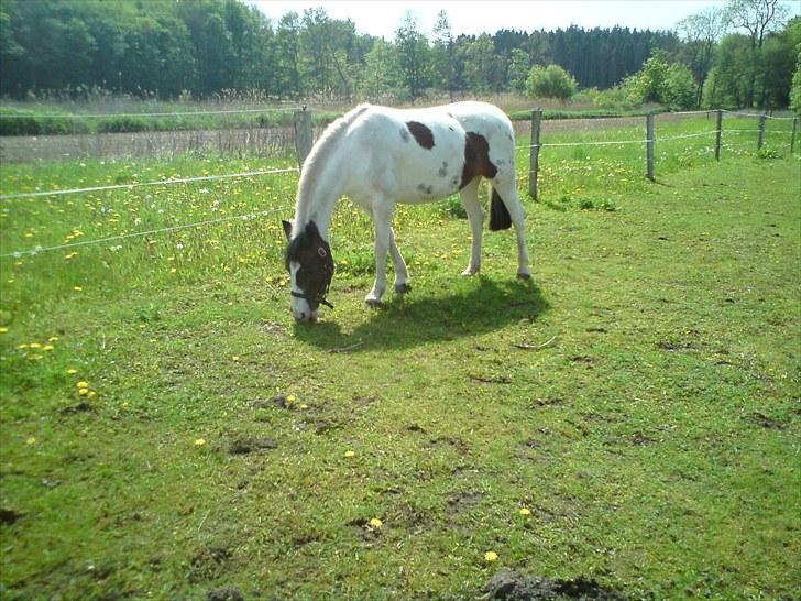 Pinto Shandie  billede 9