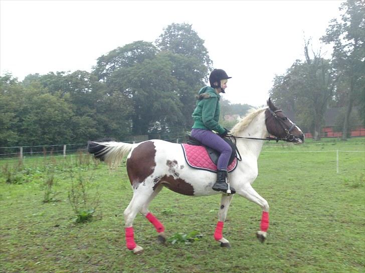 Pinto Shandie  billede 12