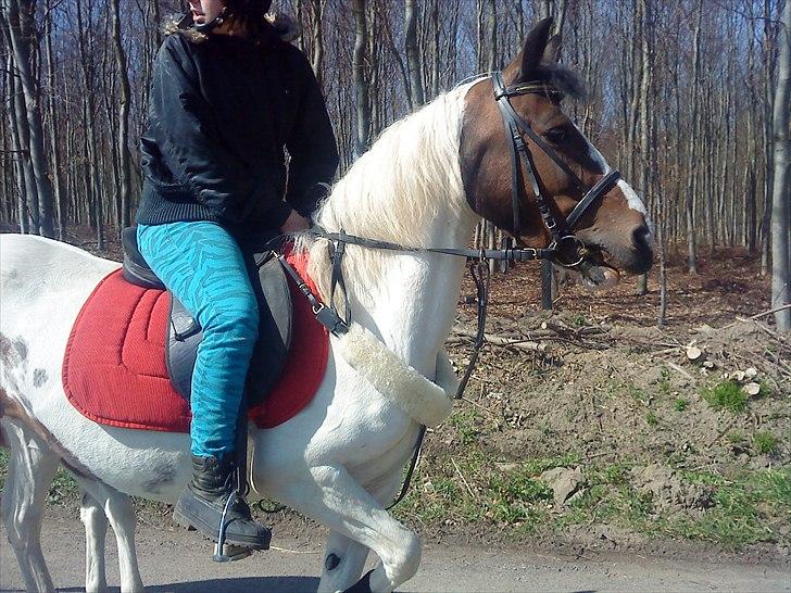 Pinto Shandie  - "vriiiiiiiiiiinks" :) fotograf; Gitte Skjødt (min mor) billede 13