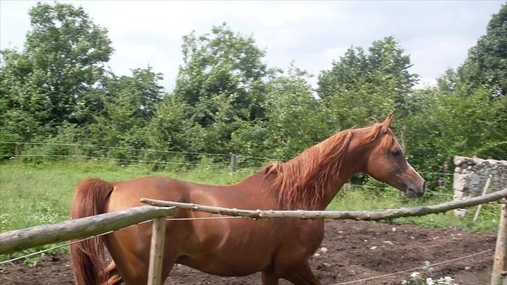 Arabisk fuldblod (OX) Nazeem Ibn Jashana - sommer 2010 billede 2