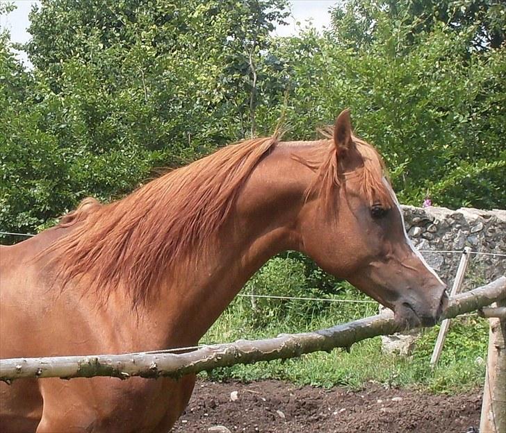 Arabisk fuldblod (OX) Nazeem Ibn Jashana - sommer 2010 billede 6