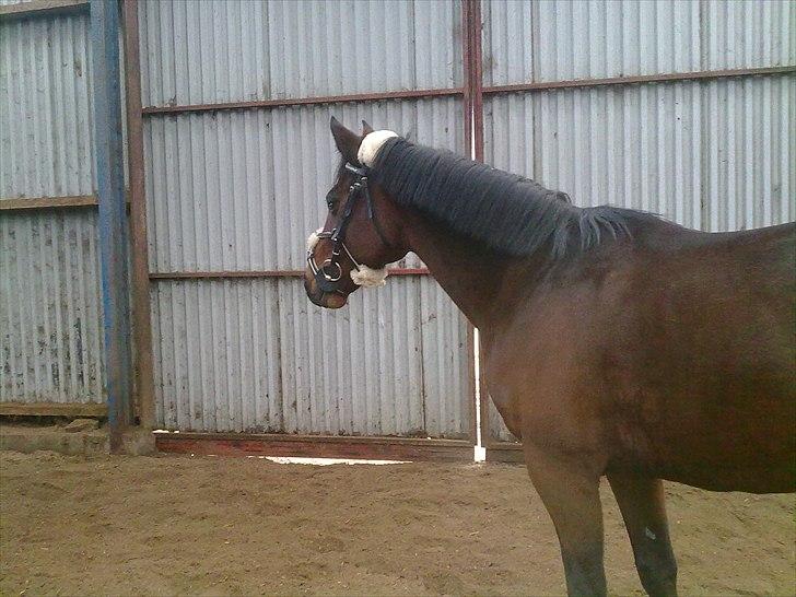 Traver Prim † 12/9-11 † billede 19