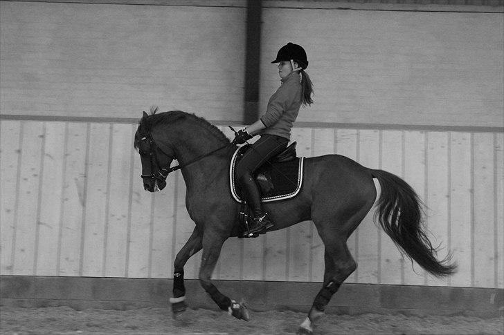 DSP Golden Empire - 2010. billede 11