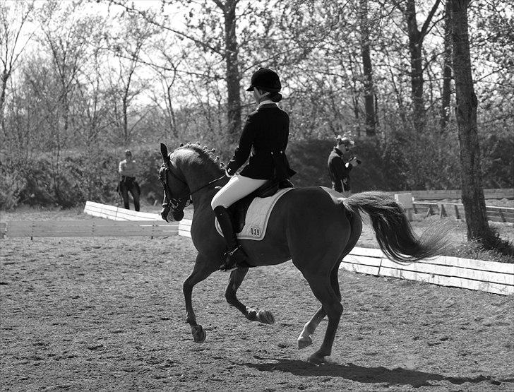 DSP Golden Empire - 2011. billede 12