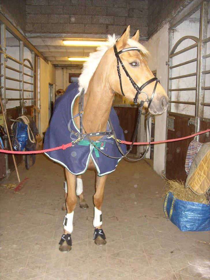 Palomino  | Tania Bambini - SOLGT billede 19