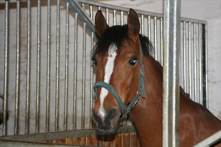 Welsh Partbred (Sec F) Wester Aikema´s Nanouk *Sendt hjem :'( * billede 1