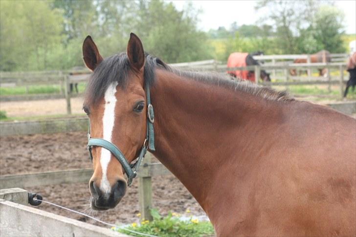 Welsh Partbred (Sec F) Wester Aikema´s Nanouk *Sendt hjem :'( * billede 8