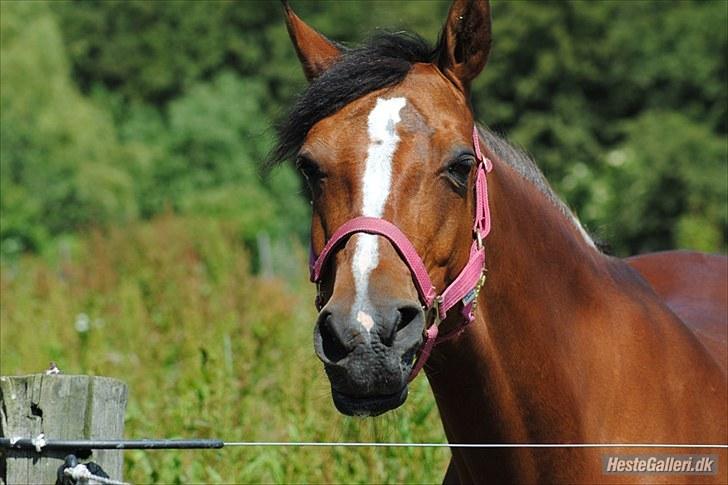 Welsh Partbred (Sec F) Wester Aikema´s Nanouk *Sendt hjem :'( * - KNH-F0T0 billede 10