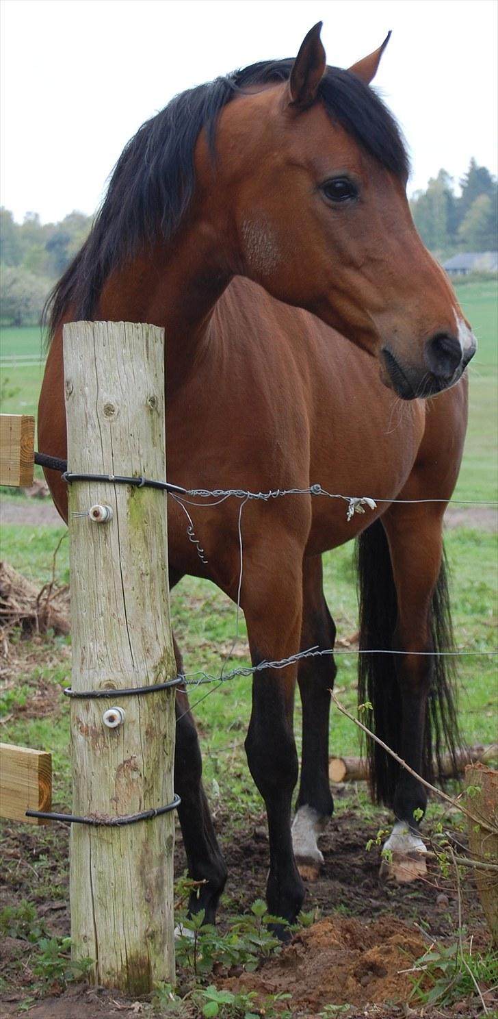 Arabisk fuldblod (OX) Newado billede 13