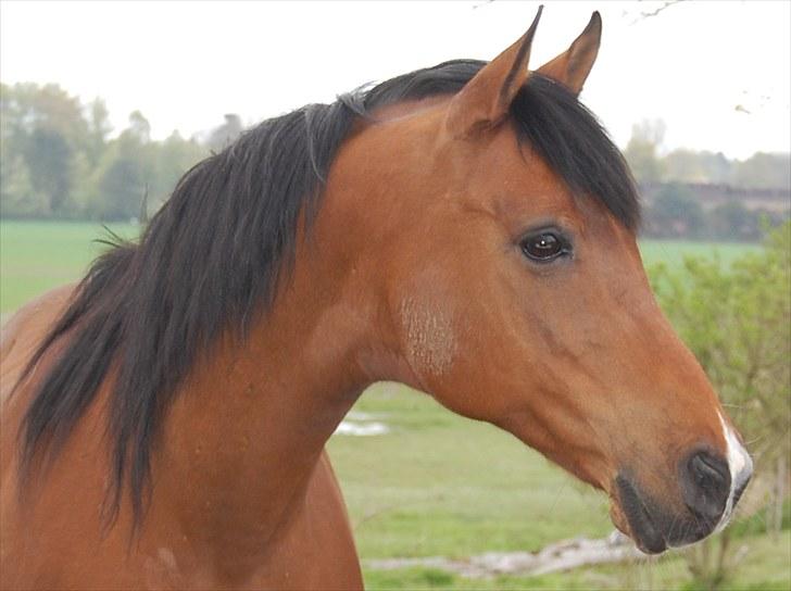 Arabisk fuldblod (OX) Newado billede 14