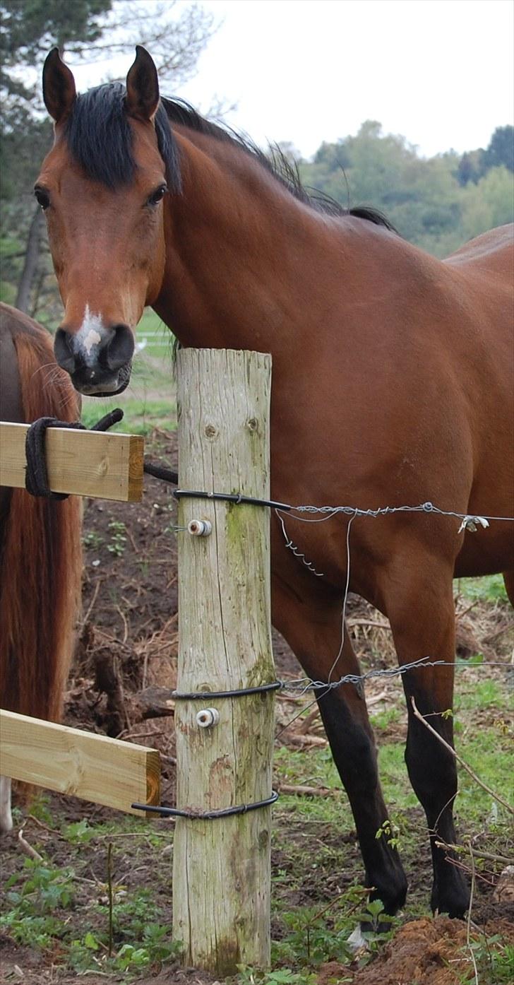 Arabisk fuldblod (OX) Newado billede 15