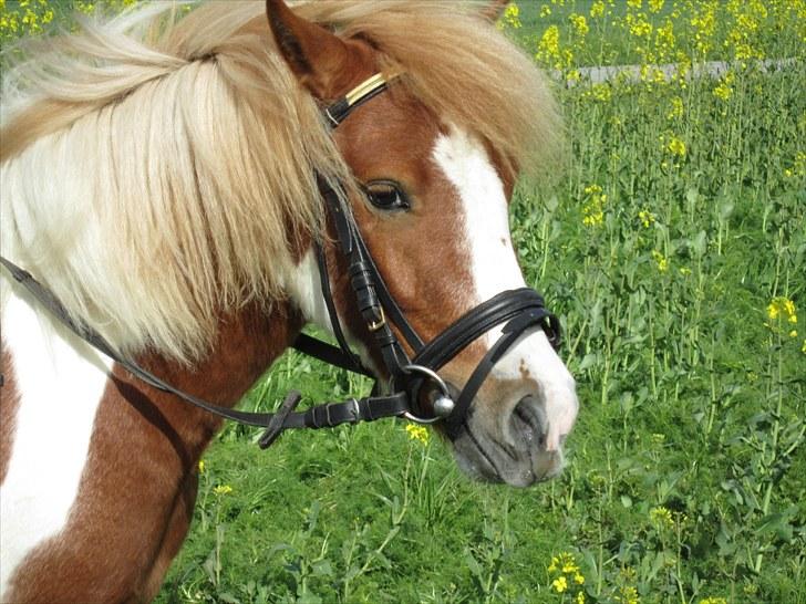 Shetlænder Futte (tidl. redet) - Velkommen til Futte`s profil:-D  billede 1