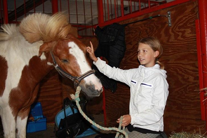 Shetlænder Futte (tidl. redet) - Futte kan godt ryste på komando:-D foto: henriette billede 2
