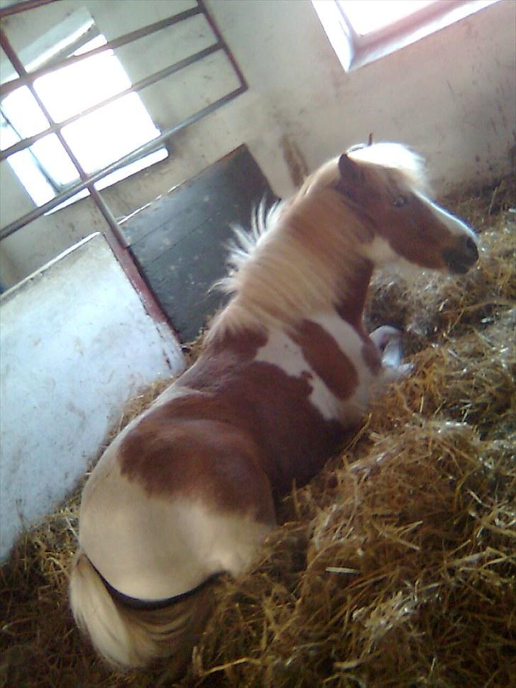 Shetlænder Futte (tidl. redet) - Man har da lov og være træt:-D billede 3