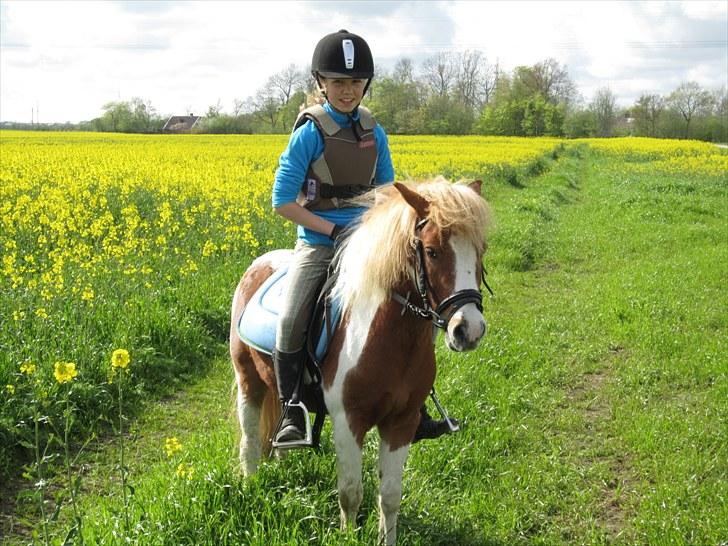 Shetlænder Futte (tidl. redet) - Futte på rapsmarken som han elsker:-D billede 4