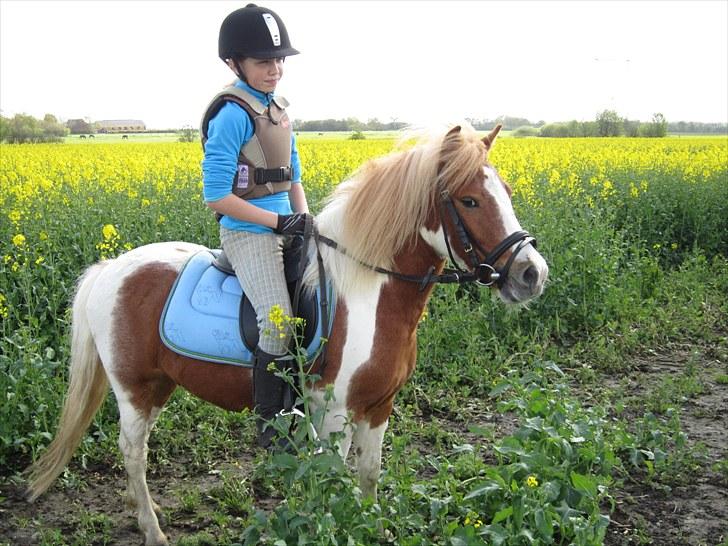 Shetlænder Futte (tidl. redet) - Futte på rapsmarken som han elsker:-D billede 5