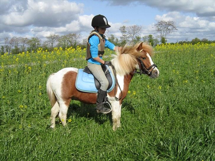 Shetlænder Futte (tidl. redet) - Futte på rapsmarken som han elsker:-D billede 6