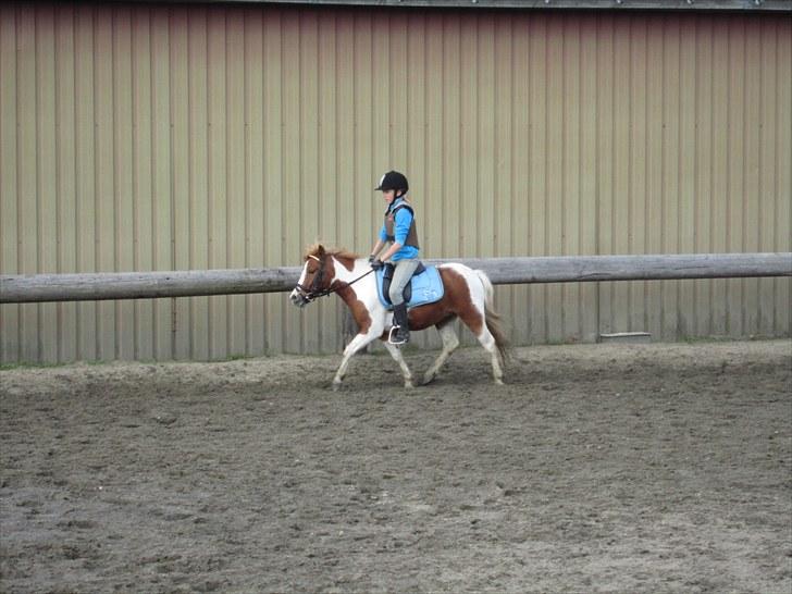 Shetlænder Futte (tidl. redet) - Lidt trav som han er blevet god til:-D billede 7