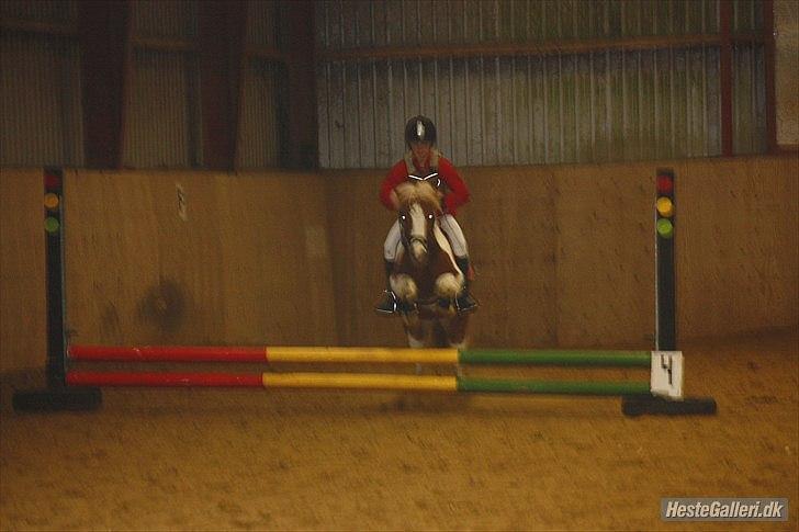 Shetlænder Futte (tidl. redet) - futte til vores første spring stævne:-D disket billede 8