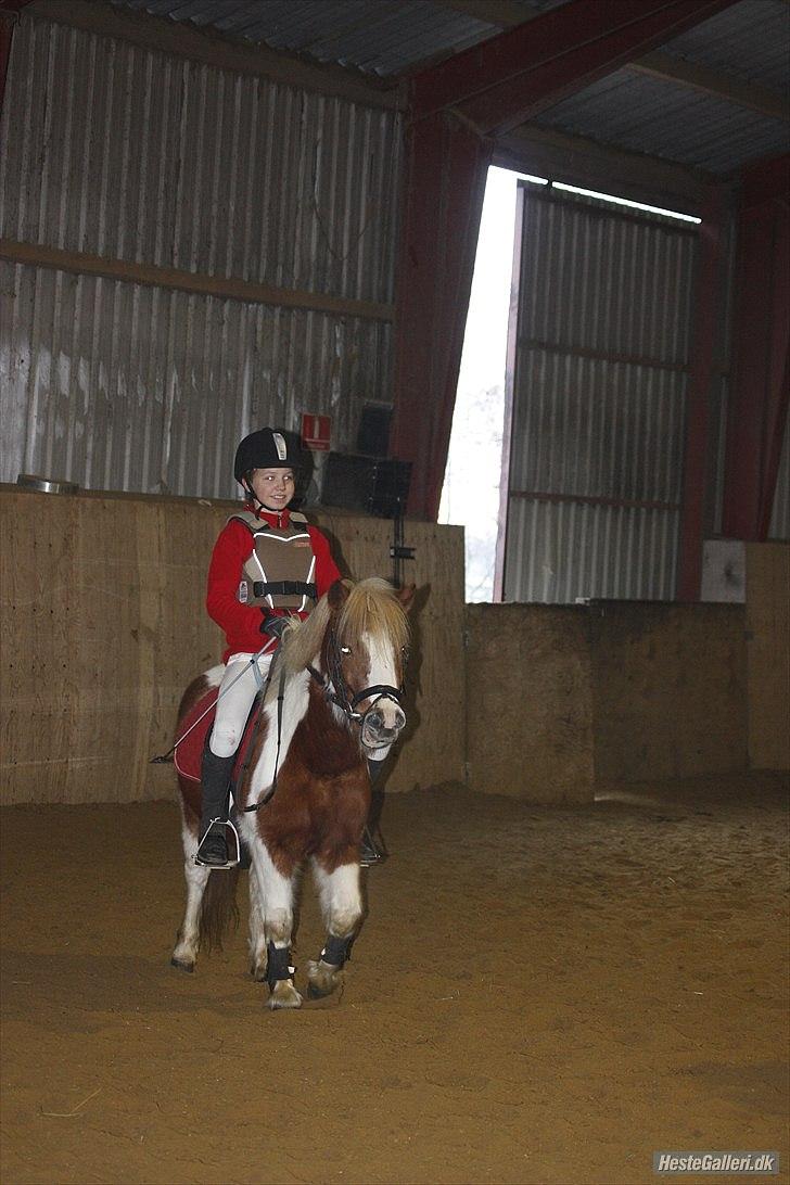 Shetlænder Futte (tidl. redet) - Futte og mig:-D<3 dejlige Futte billede 9