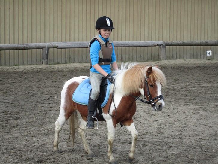 Shetlænder Futte (tidl. redet) - søde Futte skridter mens jeg sidder med et sjovt ansigt billede 10