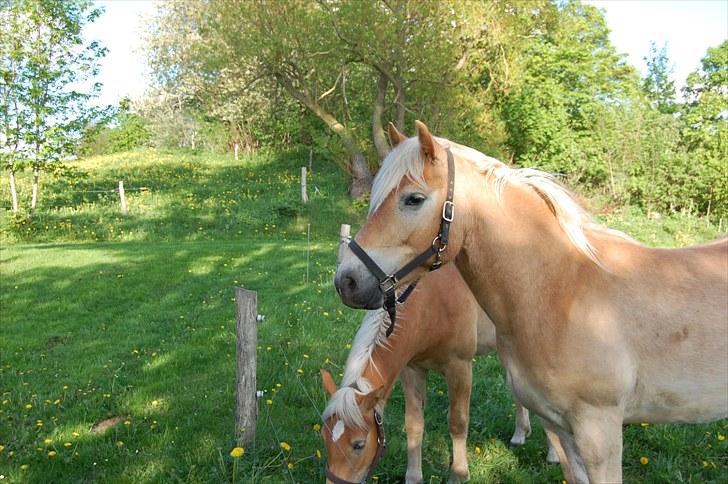 Haflinger Allegro Torp - Allegro med betterøven Wariella i baggrunden billede 2