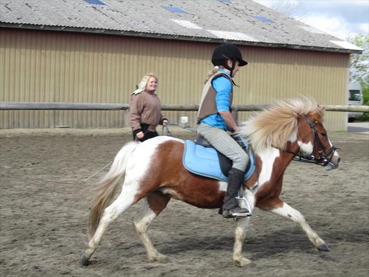 Shetlænder Futte (tidl. redet) - Futte`s første rigtige galop med rytter på tror jeg nok det var:-D billede 11