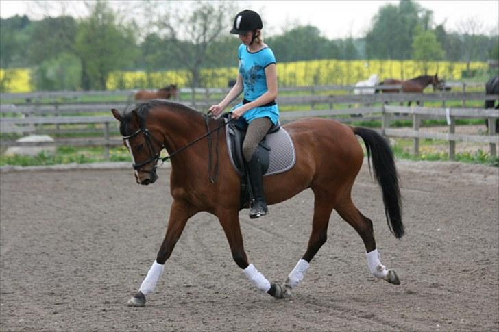 Welsh Partbred (Sec F) Wester Aikema´s Nanouk *Sendt hjem :'( * billede 13