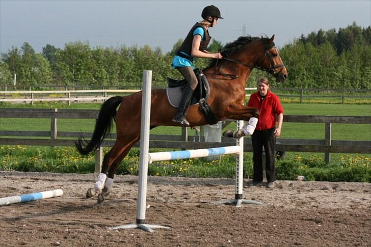 Welsh Partbred (Sec F) Wester Aikema´s Nanouk *Sendt hjem :'( * billede 14