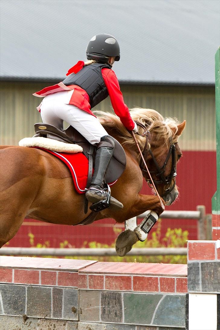 Welsh Pony af Cob-type (sec C) Tarzan *B-PONY* Solgt & savnet:´( - god røv heh(billed købt) billede 7