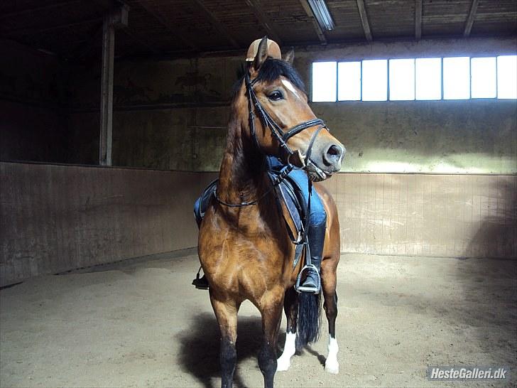 New Forest Bøgelys Rico - Solgt - På Gek. billede 15