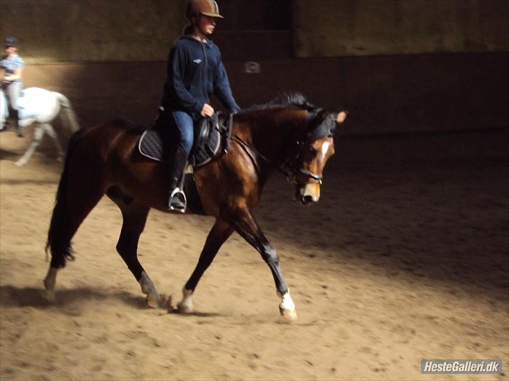 New Forest Bøgelys Rico - Solgt - Kort tid efter jeg havde fået den lille dreng hjem fra Jylland. billede 16