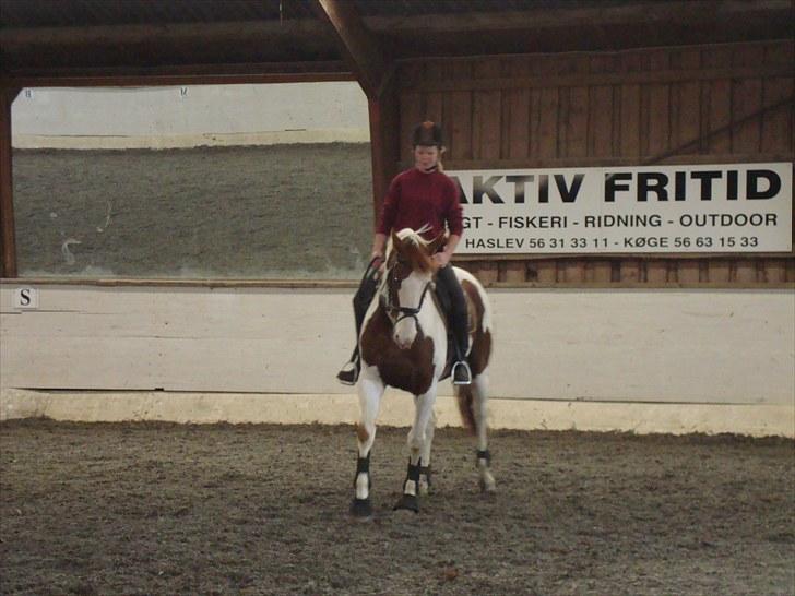 Pinto Marott's Mercurial Paide billede 14