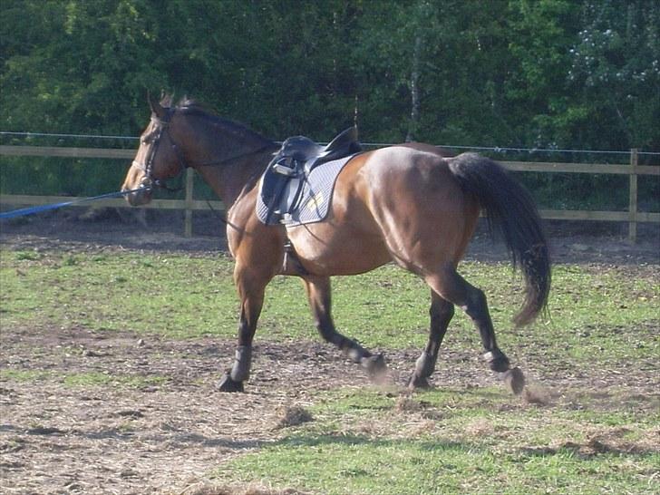 Oldenborg Sako billede 15