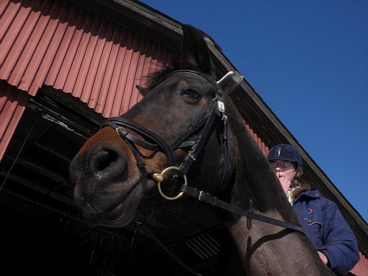 Dansk Varmblod Sabine- Bine billede 2