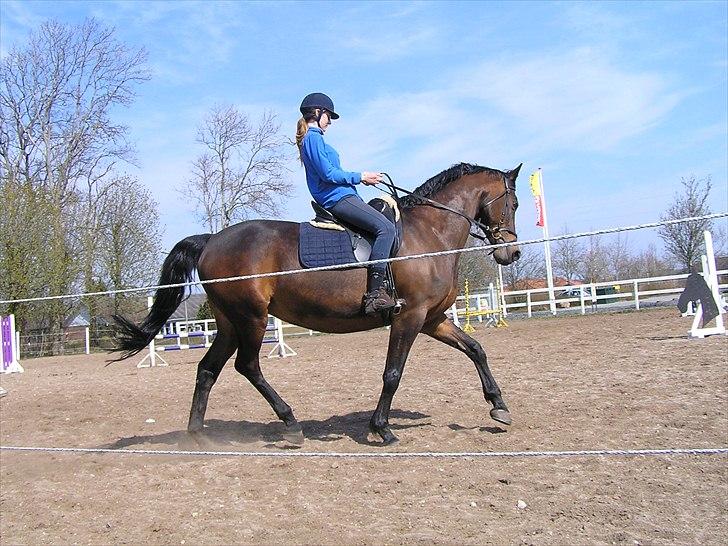 Dansk Varmblod Sabine- Bine billede 3