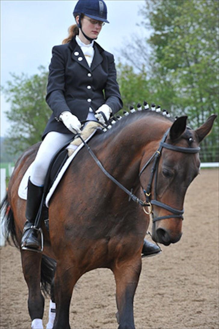 Dansk Varmblod Sabine- Bine billede 10