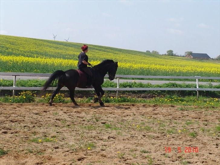 Oldenborg Grock Birkehøj billede 11