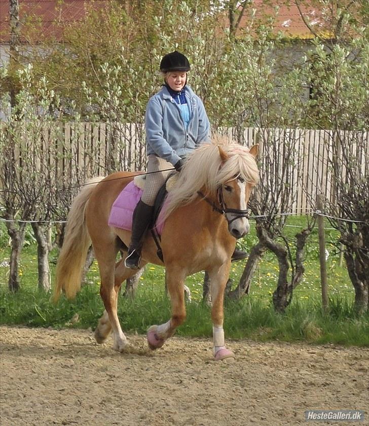 Haflinger Wantih **SOLGT** - Velkommen til Wantih´s profil håber i kan lide hende:) billede 1