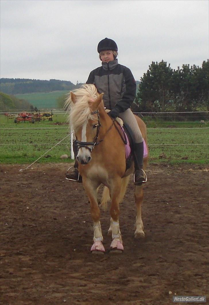 Haflinger Wantih **SOLGT** billede 2