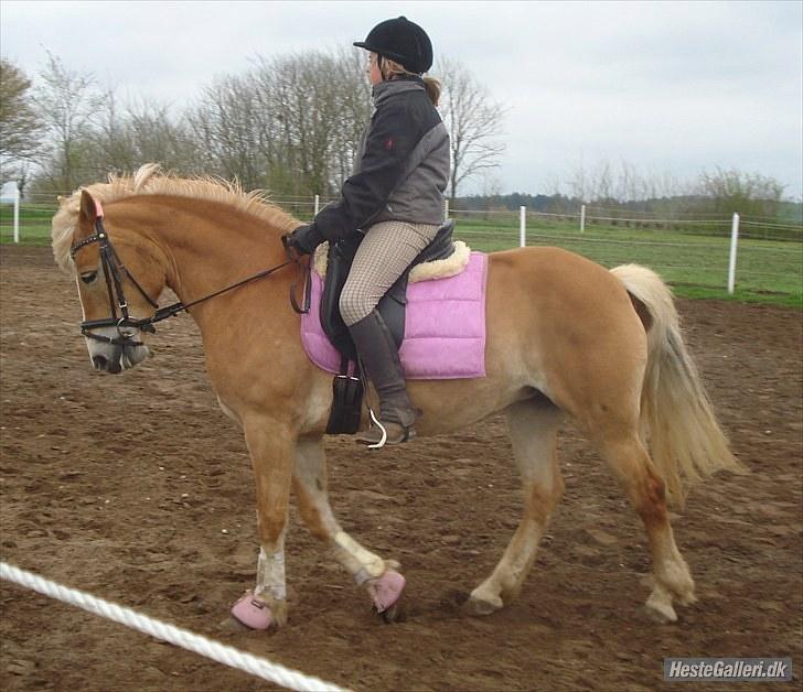 Haflinger Wantih **SOLGT** billede 3