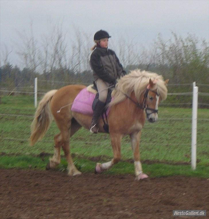 Haflinger Wantih **SOLGT** billede 4
